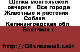 Щенки монгольской овчарки - Все города Животные и растения » Собаки   . Калининградская обл.,Балтийск г.